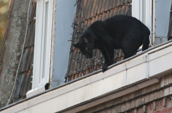 Черная пантера разгуливала по крышам в местечке Франции: курьезные фото и видео