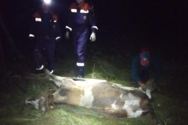В Краснодарском крае спасатели достали из колодца корову