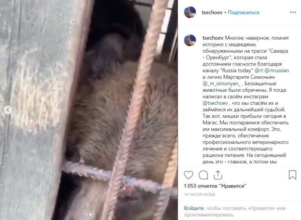 Мэр Магаса забрал к себе трех медведей, которых держали в клетке у придорожного кафе в Оренбургской области