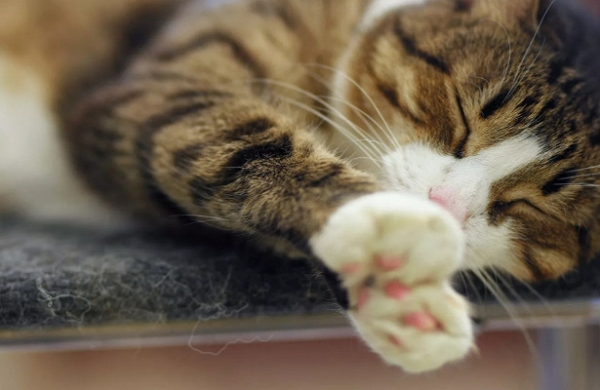 Мосгордума рассмотрит проект о запрете удалять кошкам когти