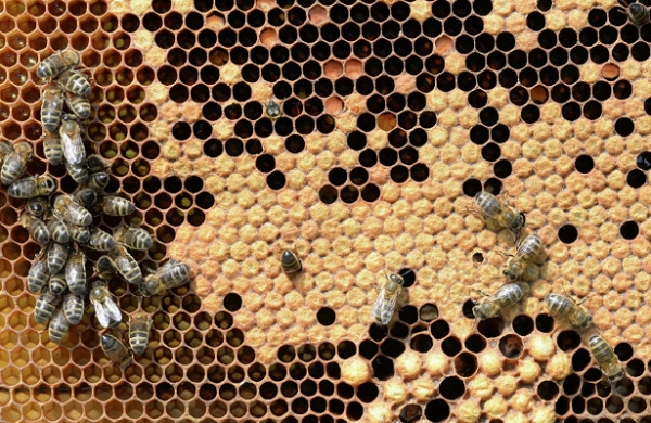 Совфед одобрил закон о пчеловодстве