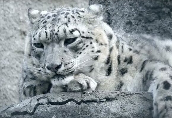 Снежный барс Аннет умерла в Московском зоопарке