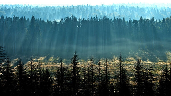 Совет Федерации одобрил запуск лесной реформы