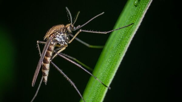 Москвичка пожаловалась на комаров в феврале