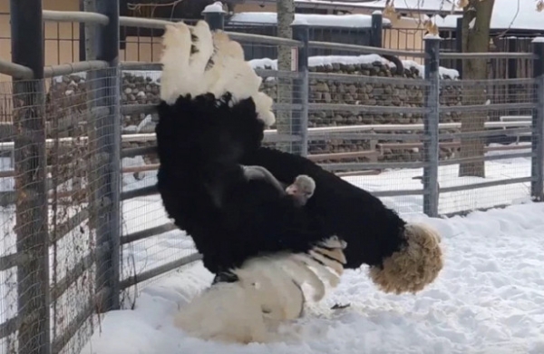 Зоопарк опубликовал ролик с танцующим зумбу страусом