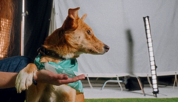 «Андердоги» – проект, в котором прогнозы на футбольные матчи помогают бездомным собакам