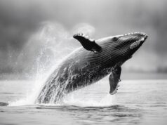 Удивительное путешествие к китам: встреча в Териберке