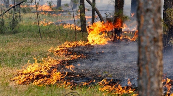 В Краснодарском крае ожидается пожароопасность 5 класса