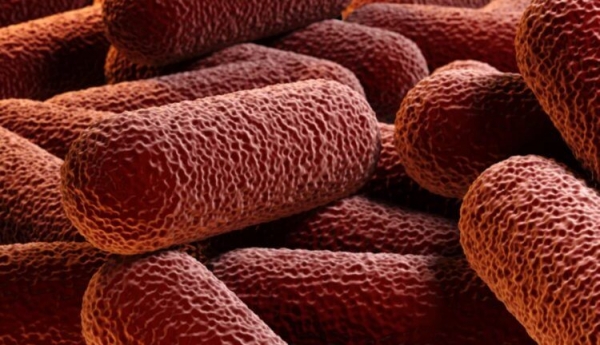 Найден способ уничтожения двойной защиты бактерий от антибиотиков