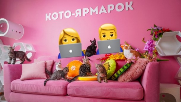 Кетворкинг: в Киеве открылся коворкинг с котами – милые фото изнутри