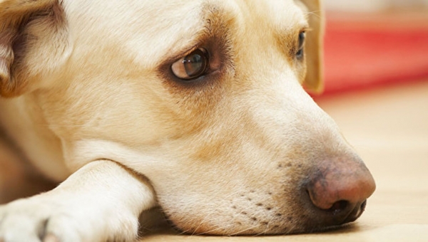 Ученые доказали: собаки переживают стресс вместе с хозяевами