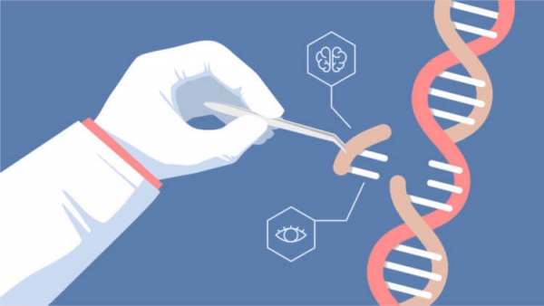 Инъекция CRISPR в мозг эмбриона может излечить генетическое расстройство